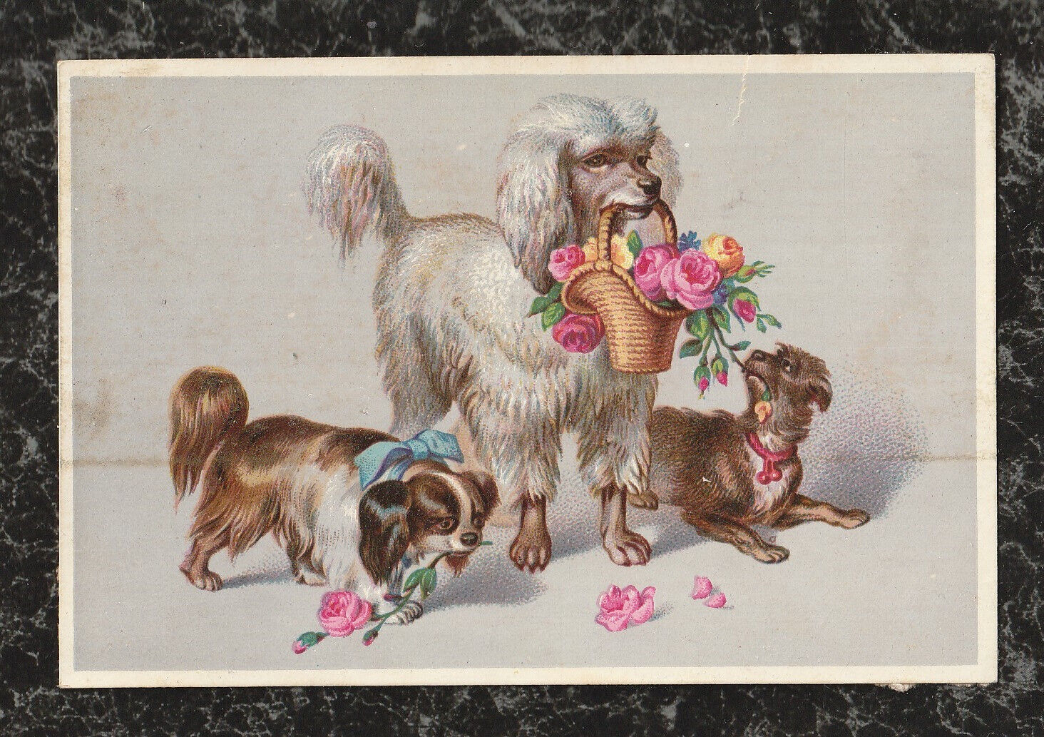 Victorian Stock Trade Card Poodle with Basket Roses Spaniel Terrier 4.25x3
