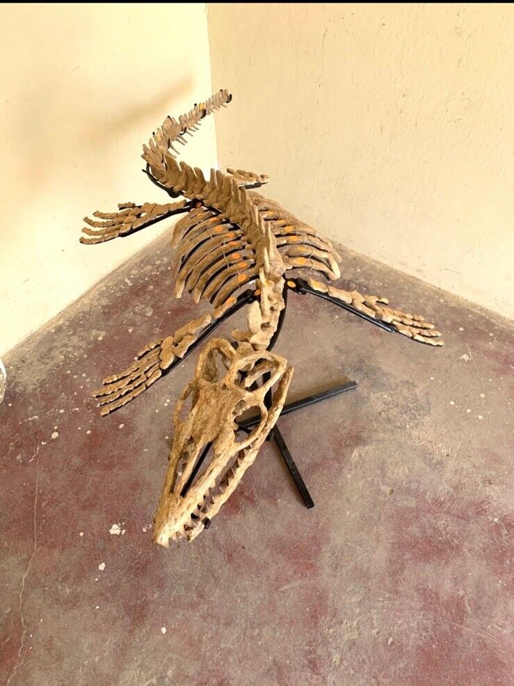 Mosasaurus skeleton very rare 150 cm