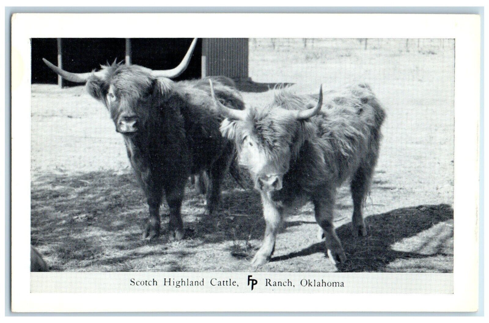 c1950\'s Scotch Highland Cattle Frank Philips Ranch Woolaroc Oklahoma OK Postcard