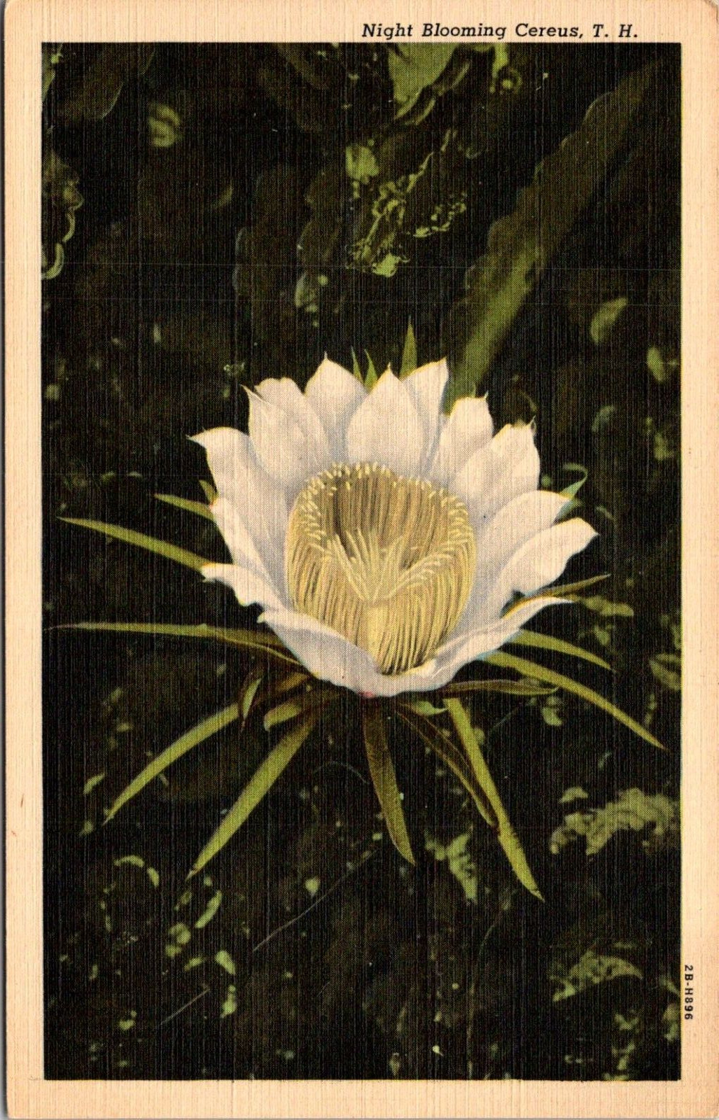 Night Blooming Cereus-Cactus Flower-Vintage Linen Postcard