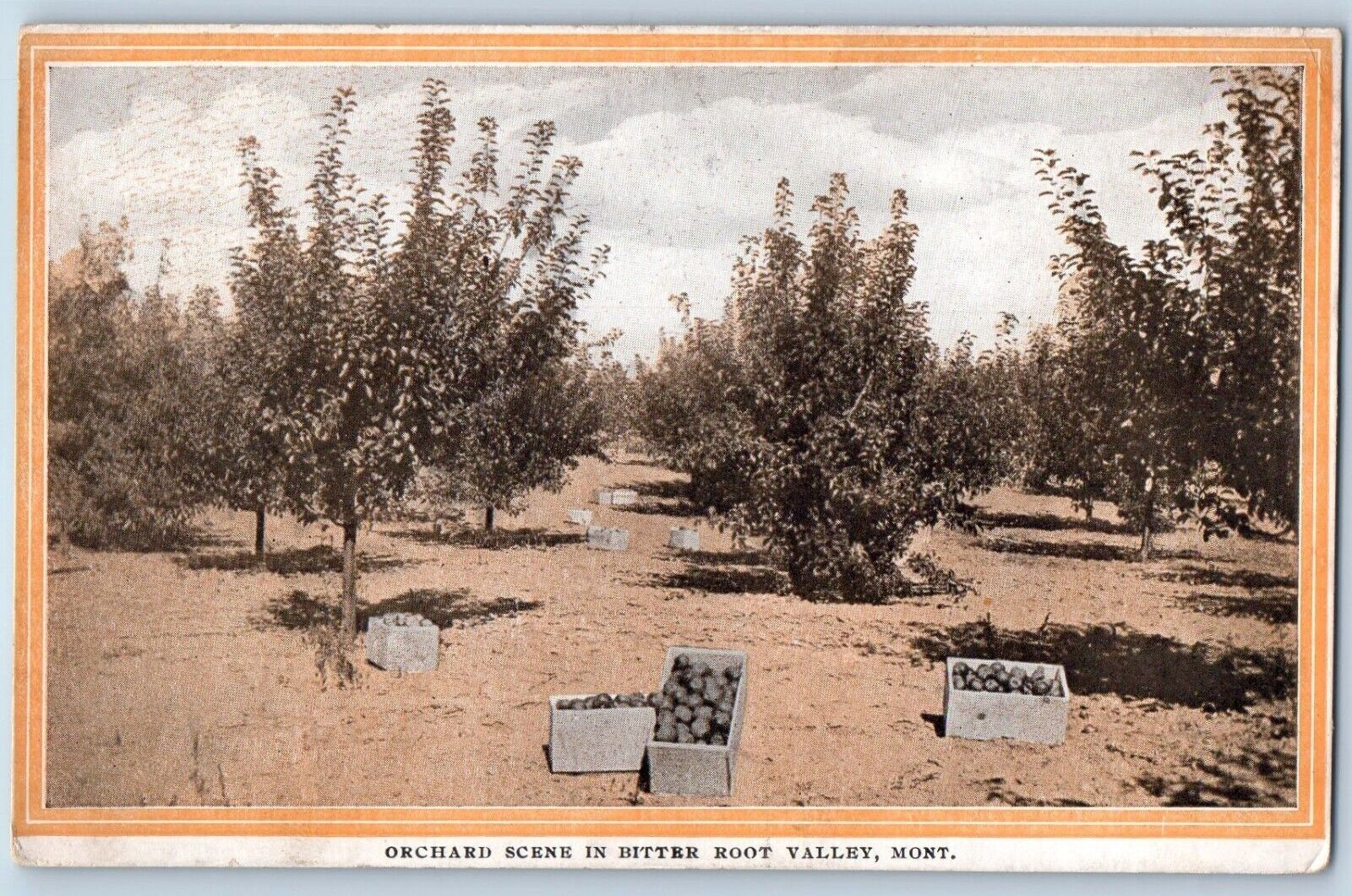 Montana MT Postcard Orchard Scene Bitter Root Valley Farm 1910 Vintage Unposted
