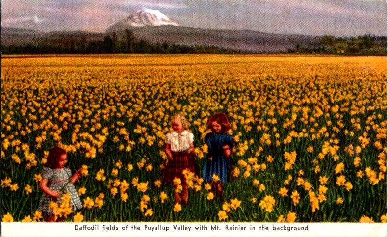 Postcard Daffodil Fields in Puyallup Valley Mt Ranier WA Washington        K-793