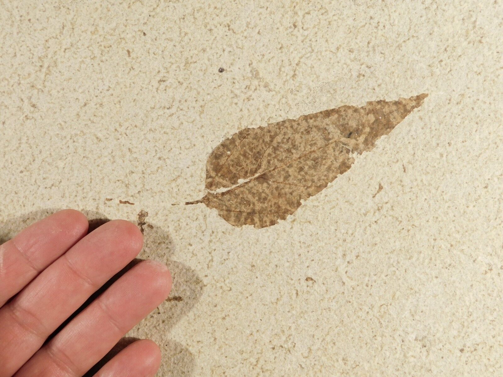 wOw Big AAA 100% Natural 50 Million Year Old MUSEUM LEAF Fossil Wyoming 2325gr