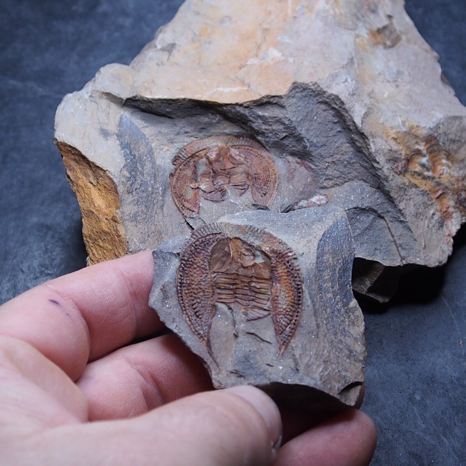 0.8kg (POS+NEG)Trilobite Declivolithus titan Ordovician Period Fossil Morocco
