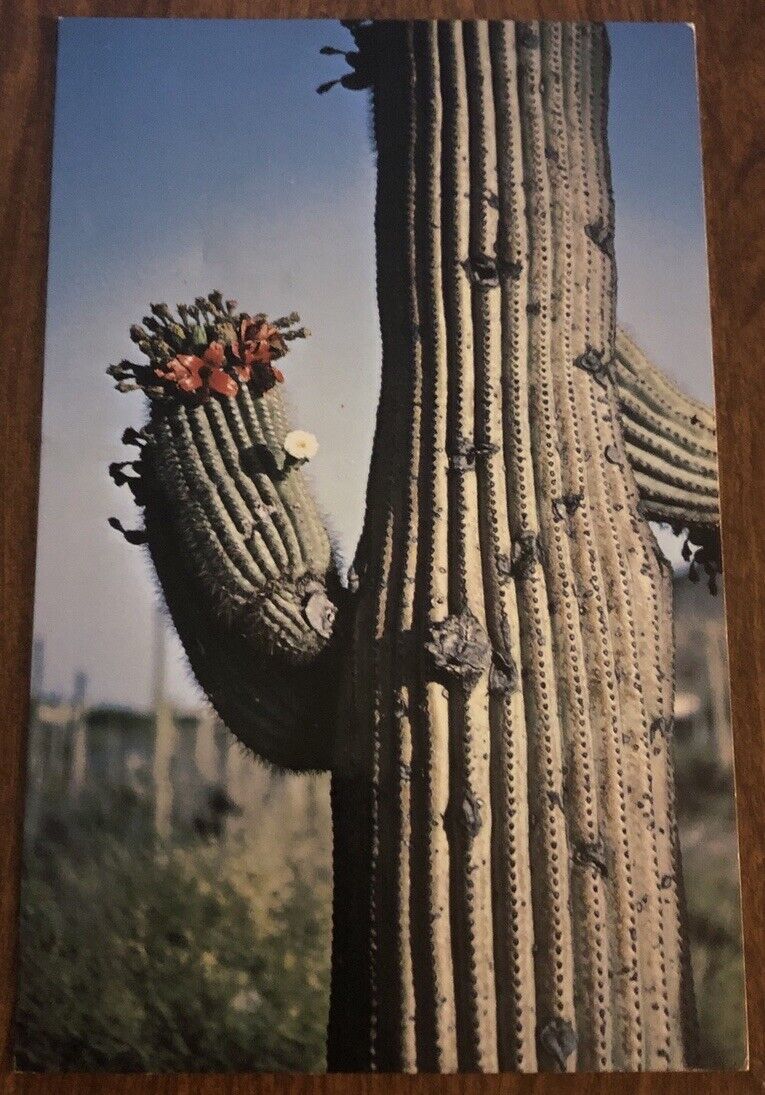 Saguaro Cactus In Bloom Arizona Sonoran Desert View Lithograph Postcard UNP