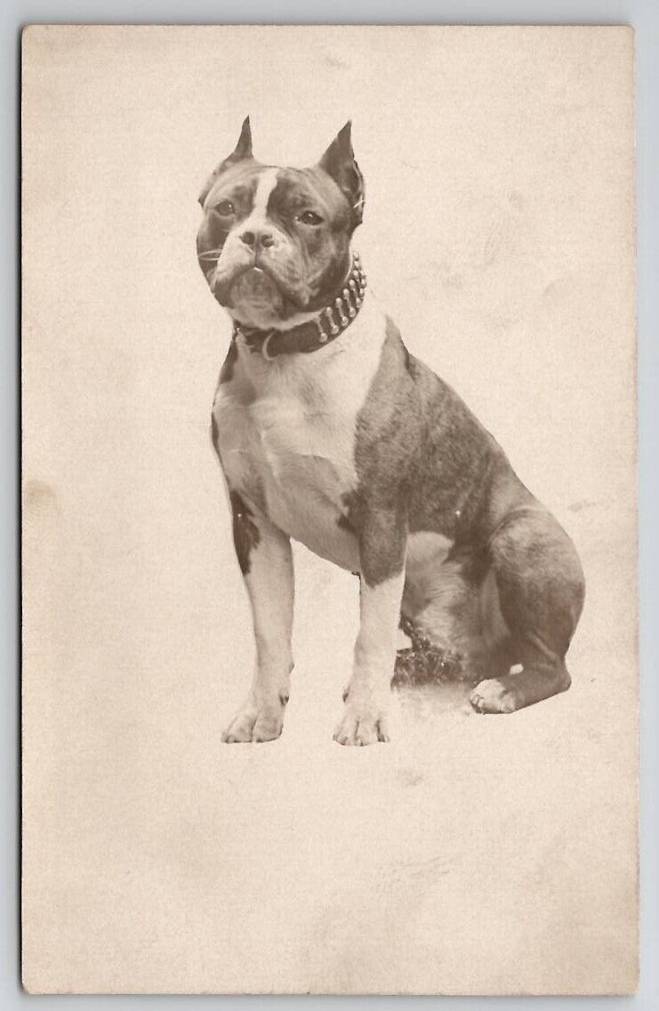 RPPC Beautiful Pit Bull Dog Portrait Studded Collar Real Photo Postcard S27
