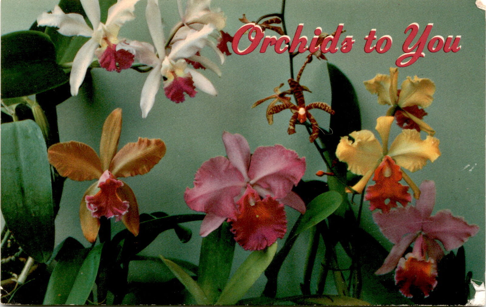 Stunning Hawaii orchids postcard - Aloha postcard