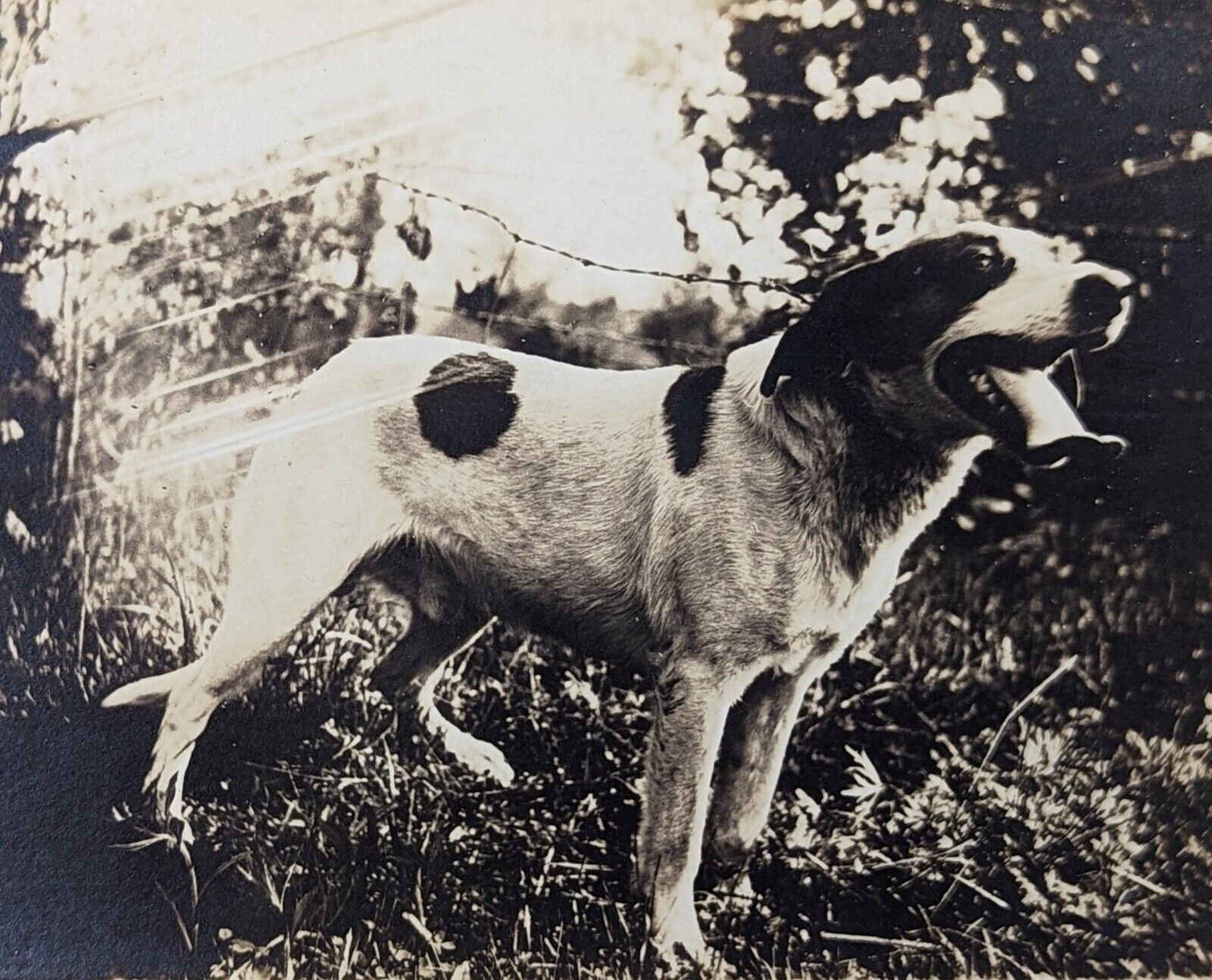 Antique Hound Dog RPPC Antique Photograph Real Photo Postcard 1920s