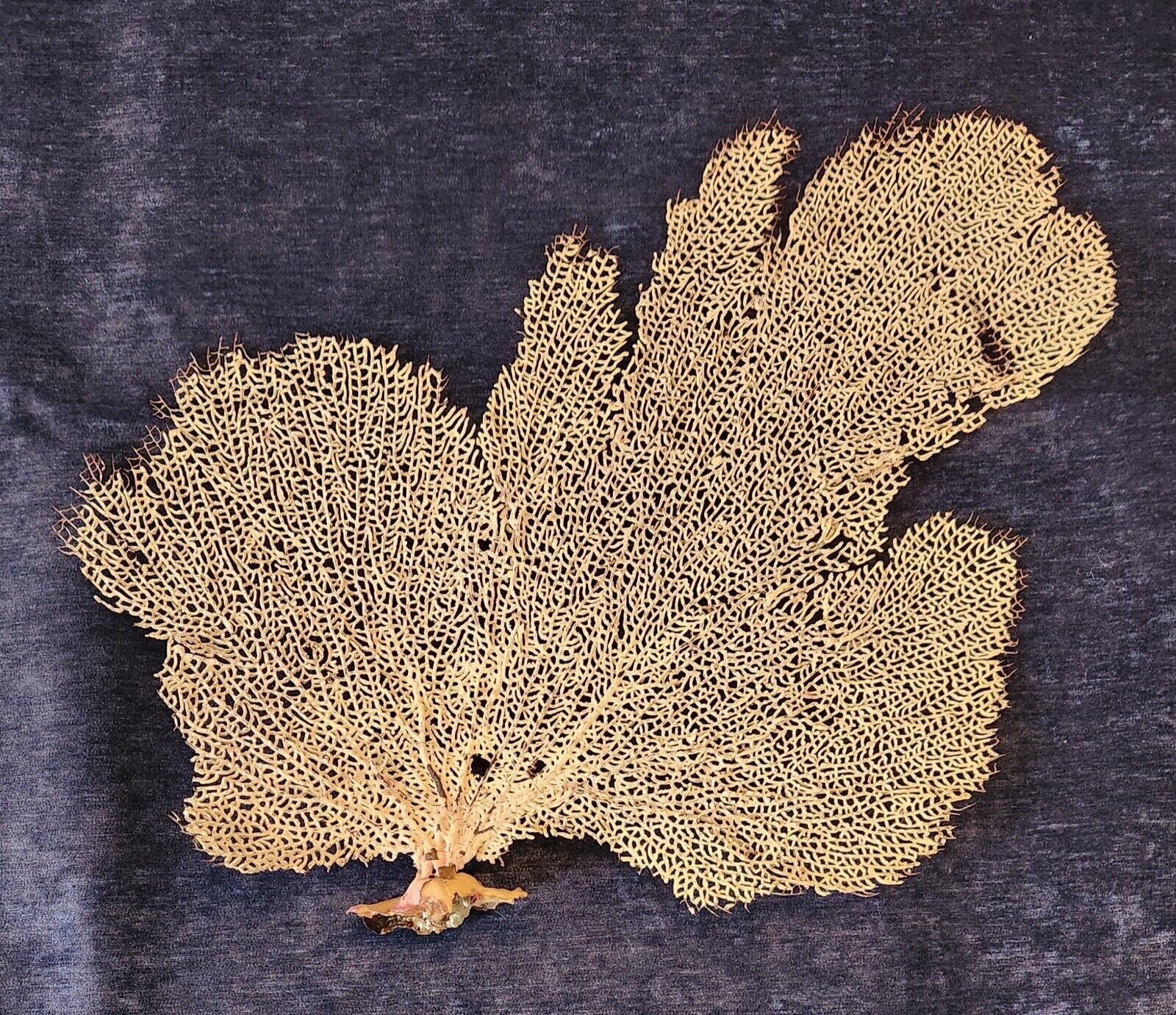 Large Natural Fan Sea Coral specimen