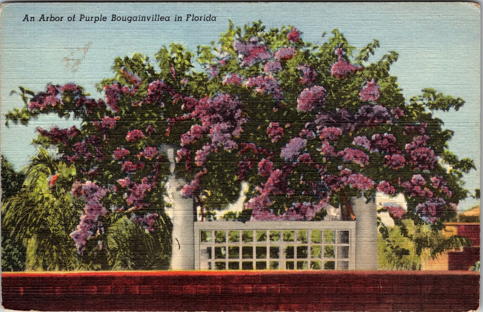 FL-Florida, An Arbor Of Purple Bougainvillea, c1950 Vintage Souvenir Postcard