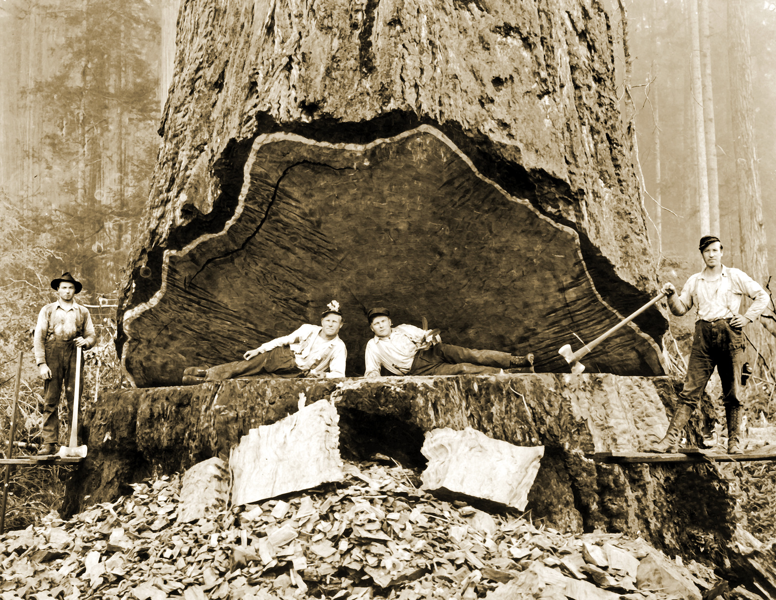 1906 Falling Redwood California Old Photo Picture 5\