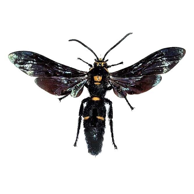 Megascolia procer male REAL HORNET WASP INDONESIA MOUNTED WINGS SPREAD