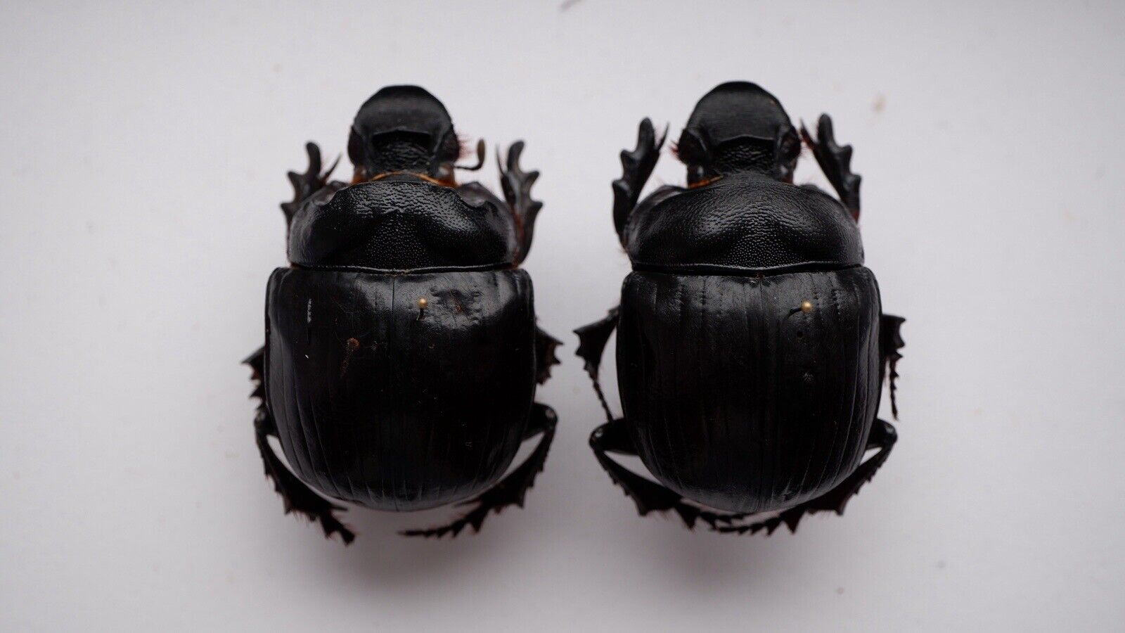 Coleoptera scarabaeidae scarabaeinae Heliocopris antenor Pair 47mm&47mm