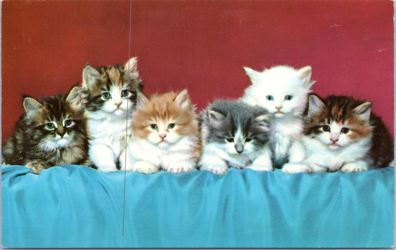 c1960\'s Kittens, Vintage Chrome Postcard, adorable cats
