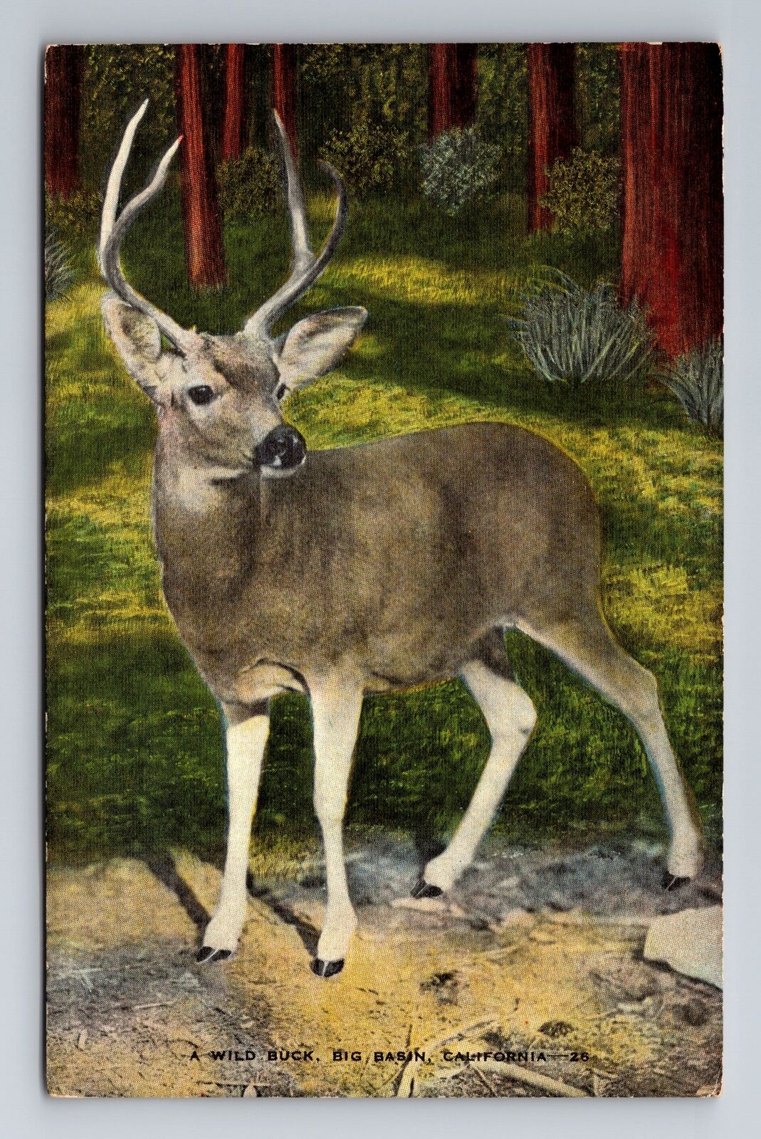 Big Basin CA-California, A Wild Buck, Antique Vintage Souvenir Postcard