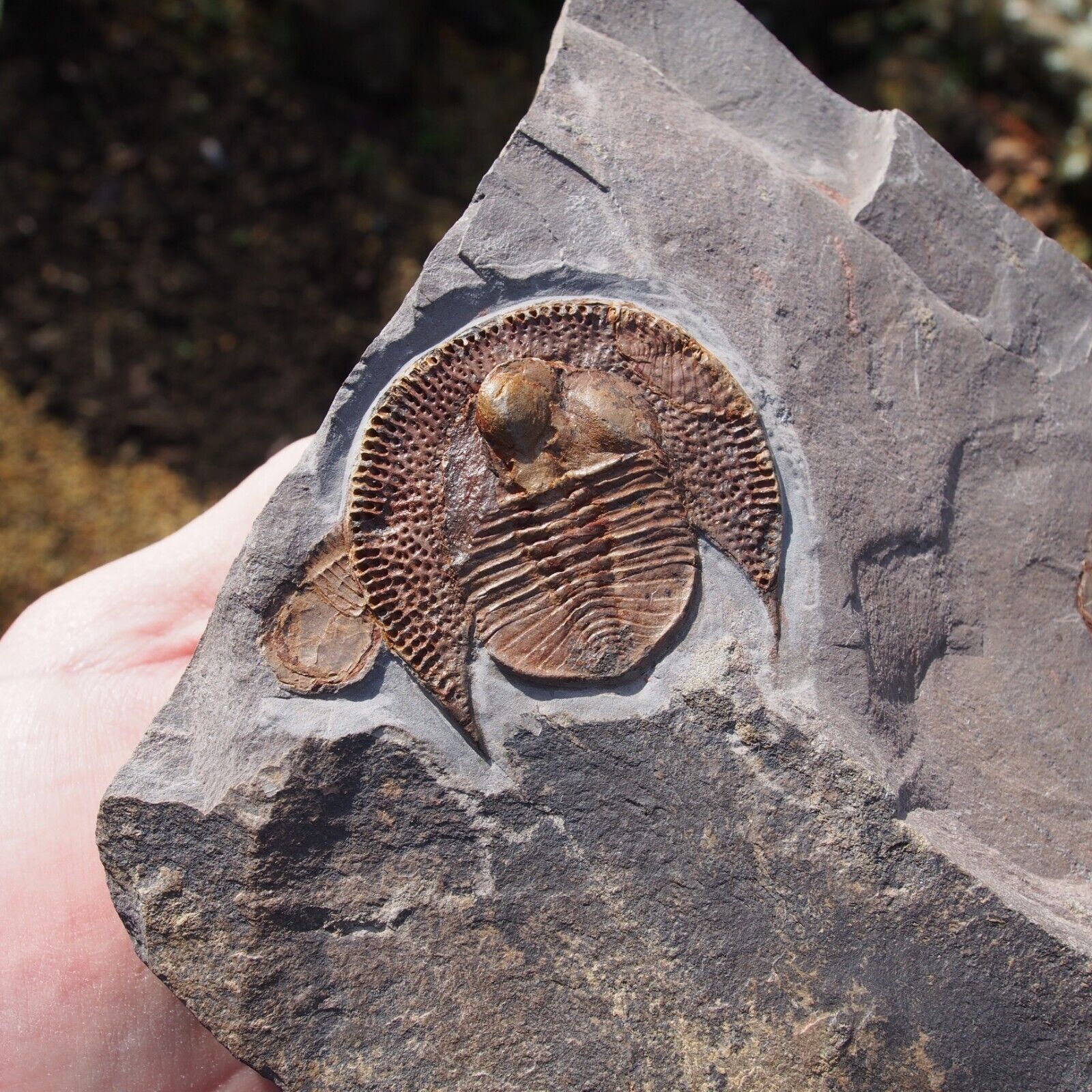 Trilobite Declivolithus titan trilobiten Positive & Negative Trilobiten Fossil