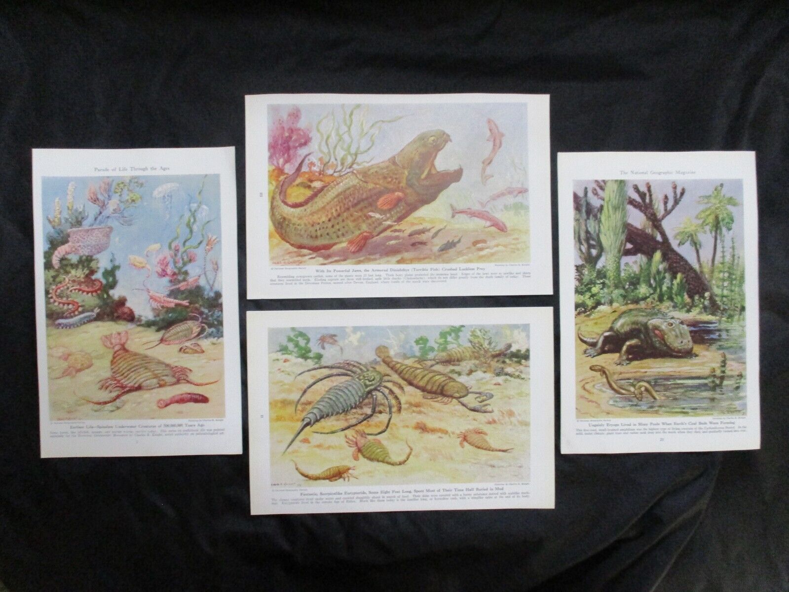 4 1942 Early Life Prints - Dinichthys, Trilobites, Eurypterids, Eryops + more