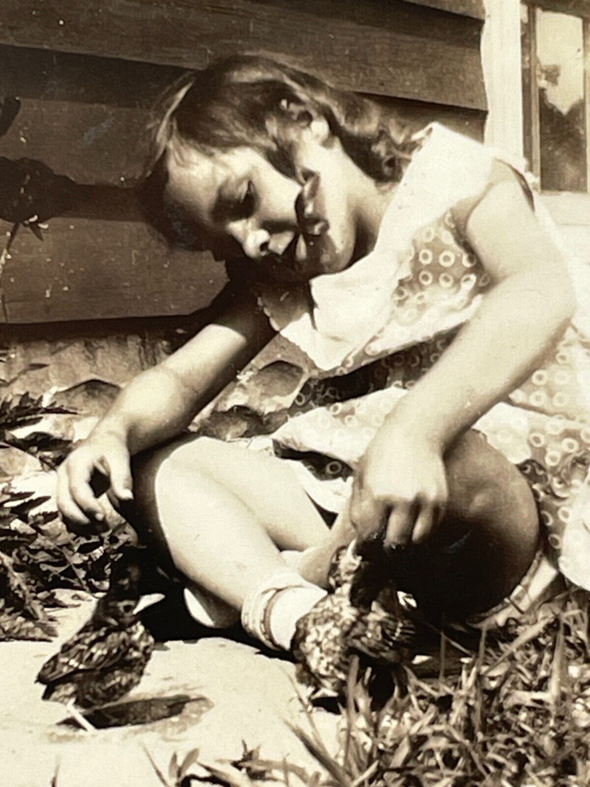 VH Photograph Girl Feed Worms Baby Birds Chicks POV 1930-40s