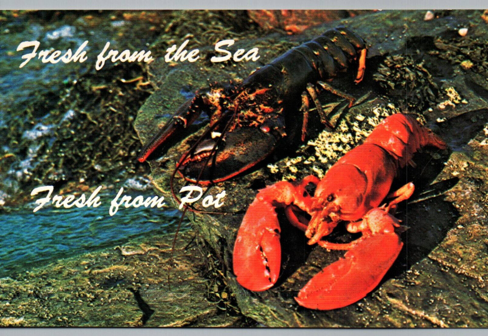 Postcard Maine Lobster Fresh from the Sea, Fresh from Pot Unused Blank Card