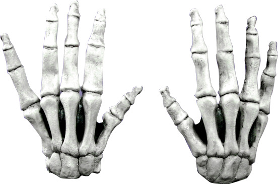 Hands & Feet Large Skeleton Hands (White) Ghoulish Productions Halloween