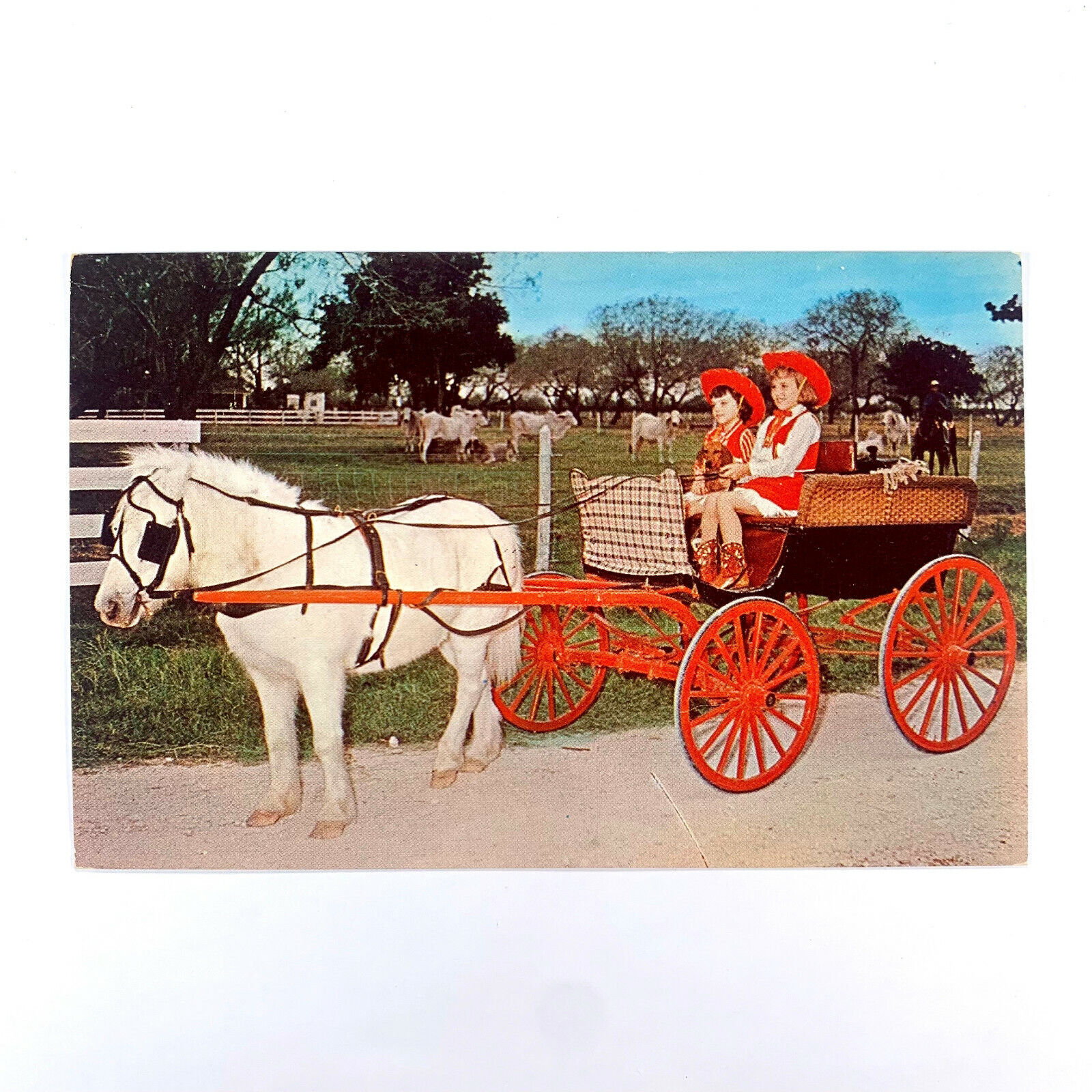 Postcard Texas TX Shetland Pony Cute Children Cowgirls Sisters 1970s Chrome