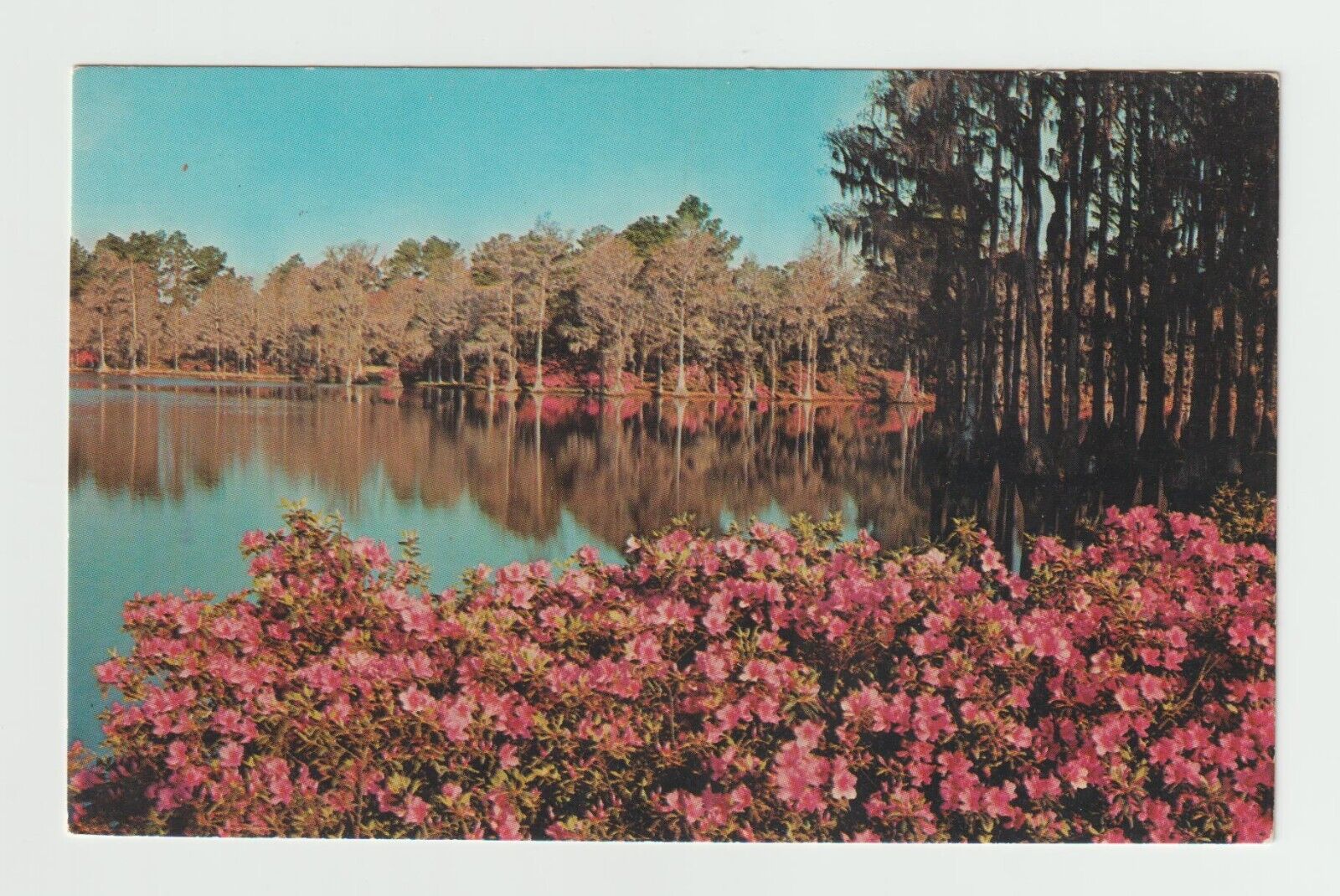 Greenfield Gardens Municipal Park Wilmington North Carolina Postcard