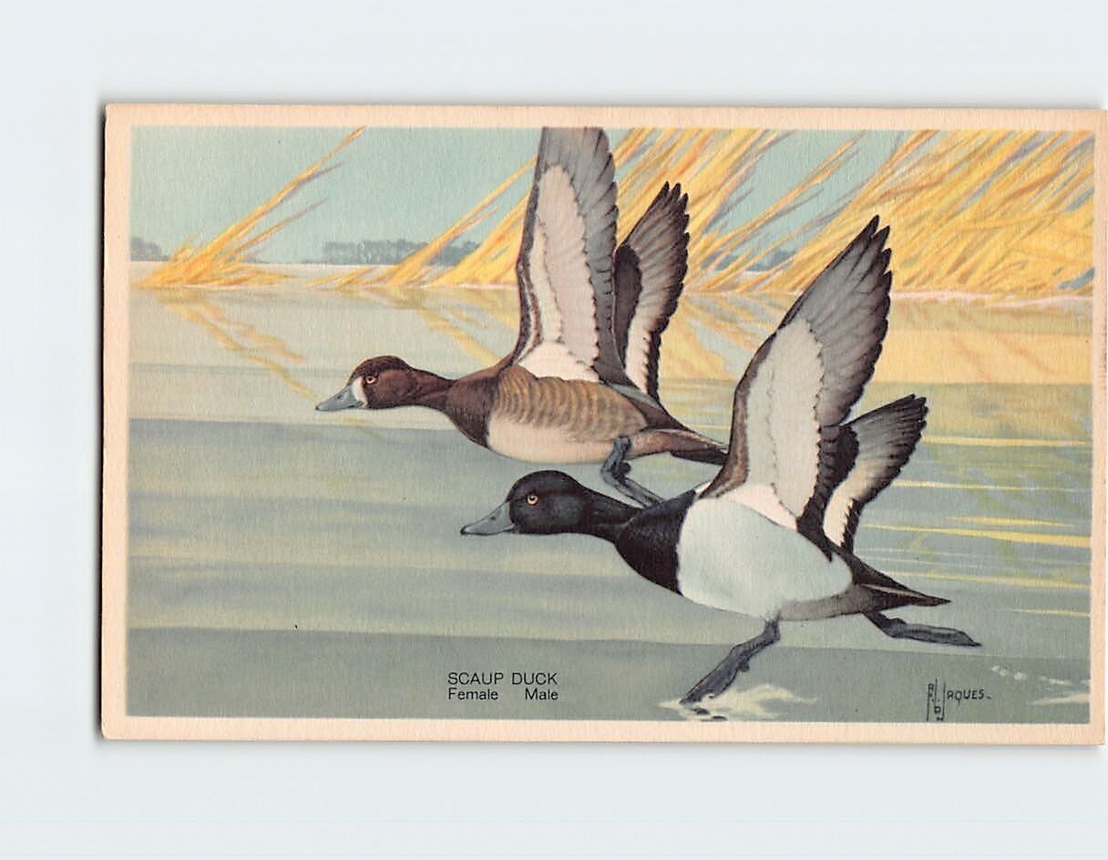 Postcard Scaup Duck