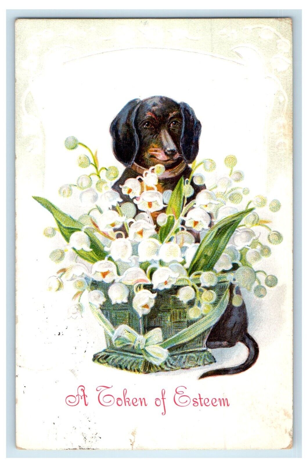 1909 Cute Dachshund Dog White Flowers Embossed Posted Antique Postcard