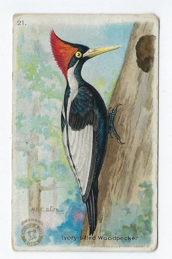 Useful Birds of America Card Ivory Billed Woodpecker Arm & Hammer #21 1918