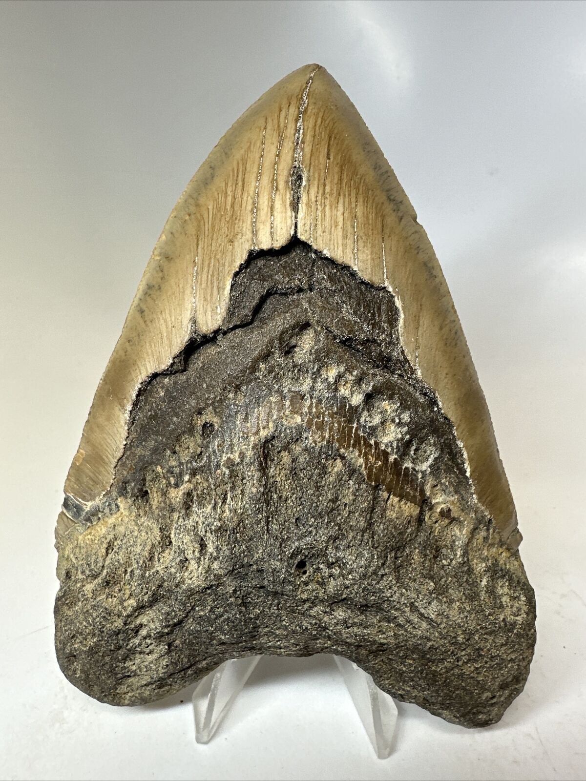 Megalodon Shark Tooth 5.48” Natural - Real Fossil - Huge 16112