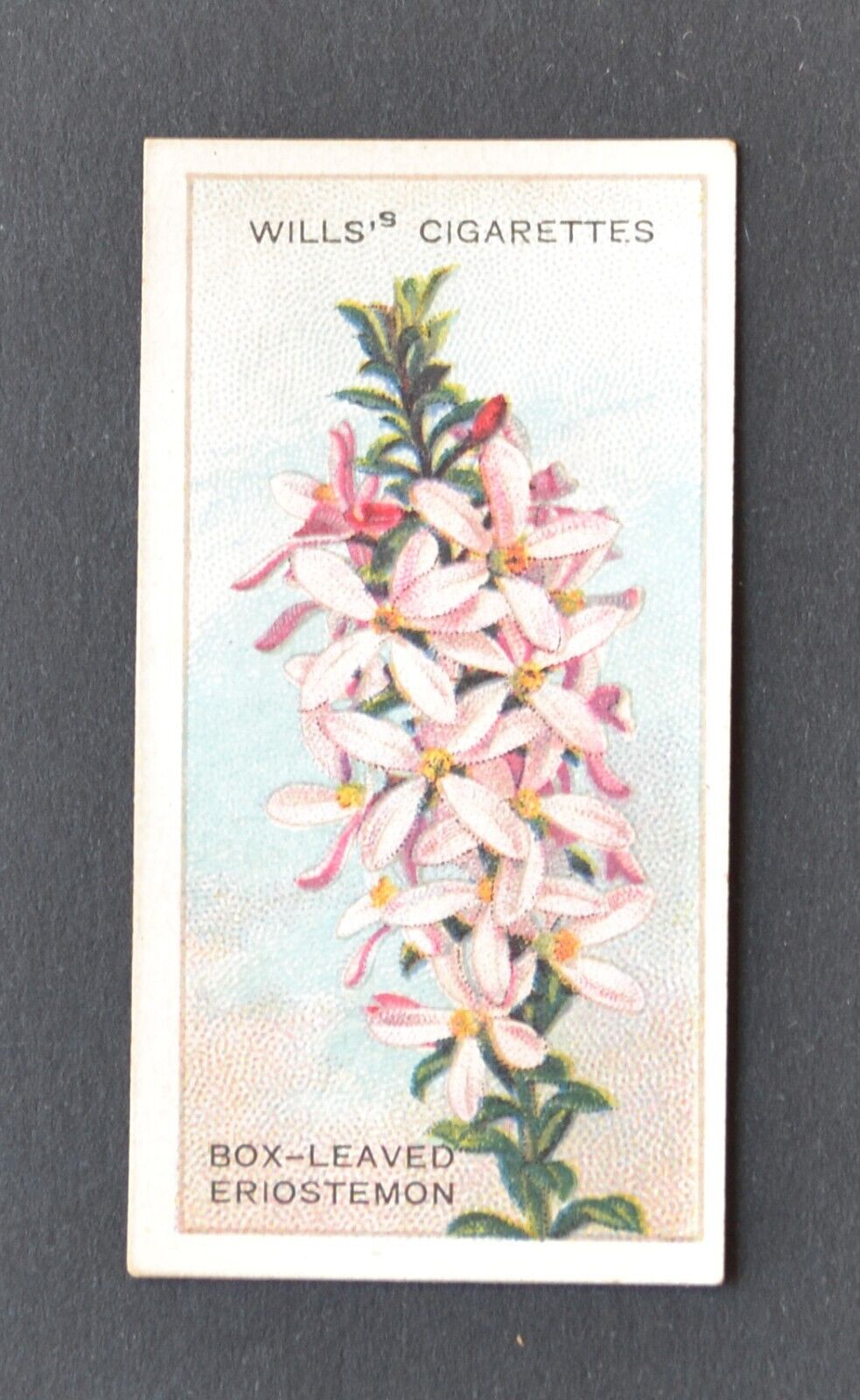 1913 Wills' Cigarette Card Australian Wildflowers No. 7 Box-Leaved Eriostemon