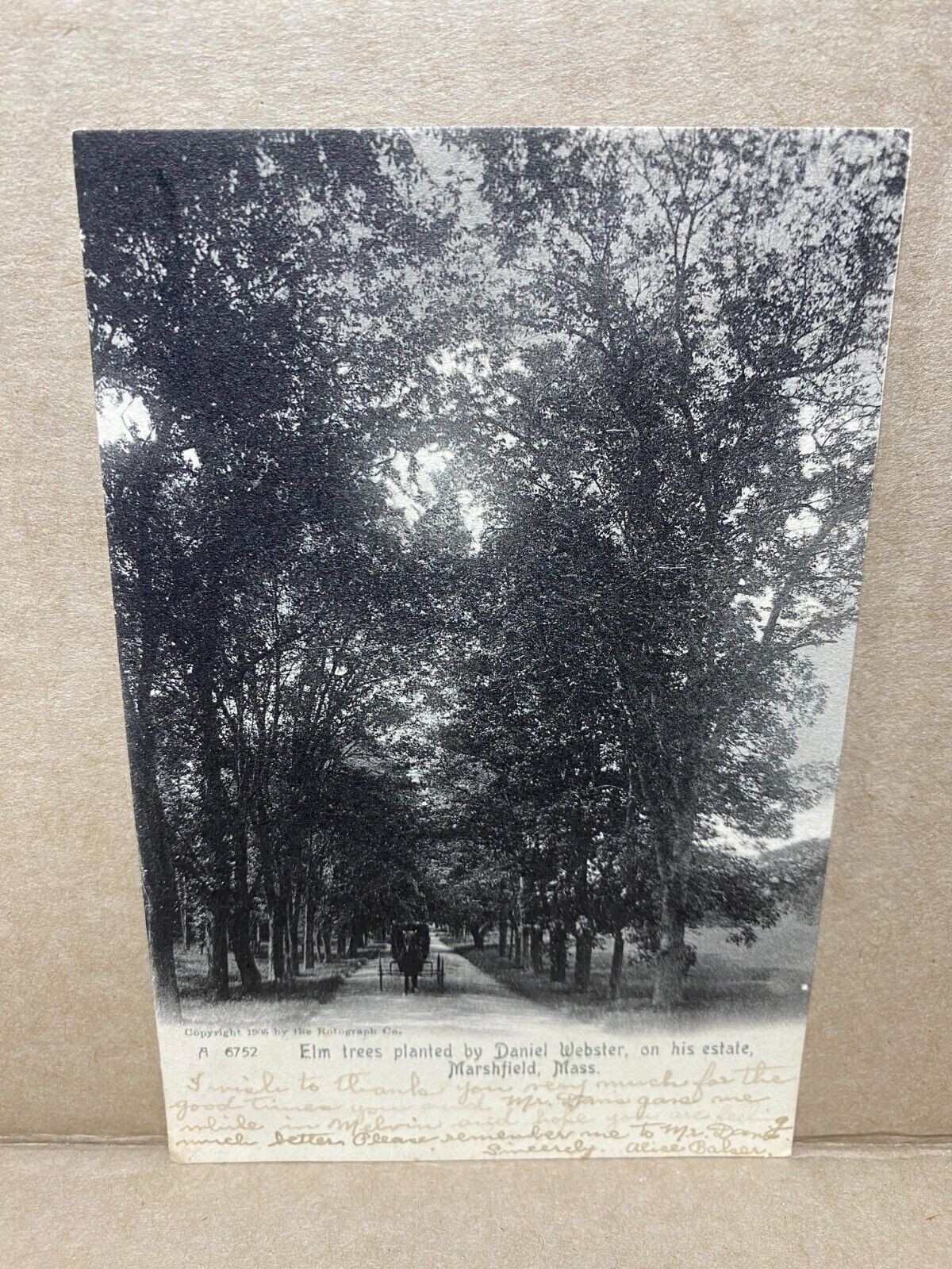 Elm Trees Planted by Daniel Webster Marshfield MA 1905 Antique Postcard