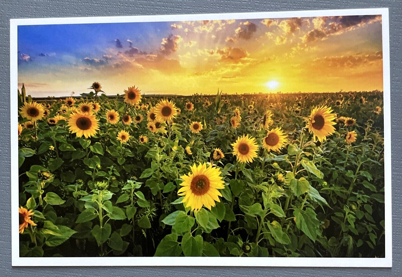 Beautiful Sunset Over a Sunflower Field - Lantern Press Postcard