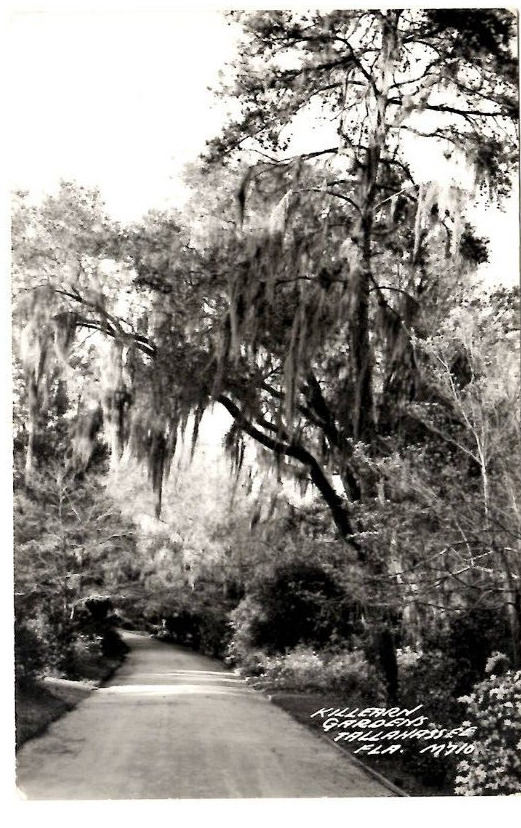 RPPC Killearn Gardens Tallahassee Florida Postcard Road Through Trees