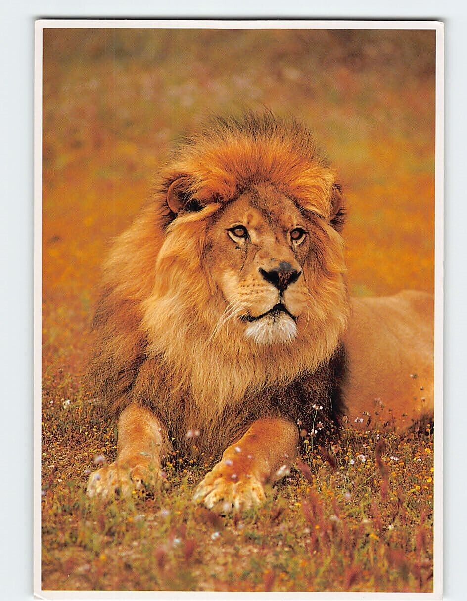Postcard Lion Exotic Wildlife