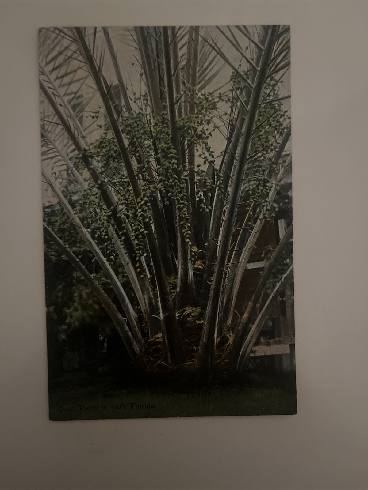 Tree postcard Palm Trees Date Palm in fruit Florida FL Vintage