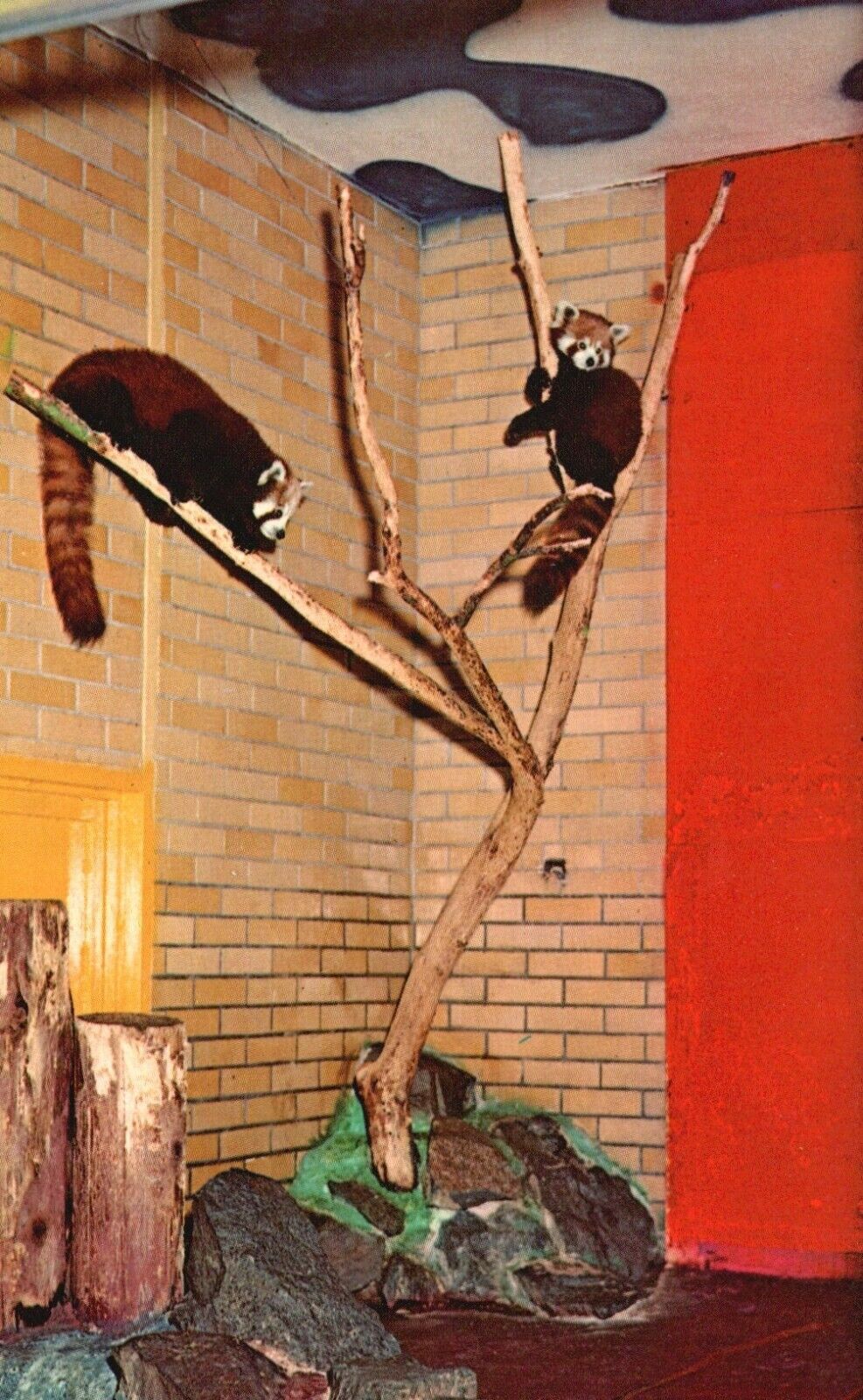 St. Paul, MN, Lesser Pandas, Como Park Zoo, Chrome Vintage Postcard a8224