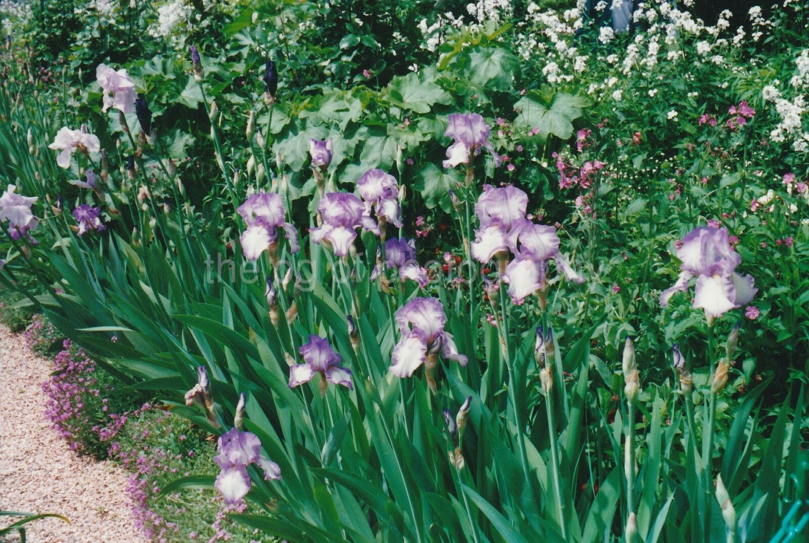 Impressionists Garden FOUND PHOTO Color  Original Snapshot 93 6 E