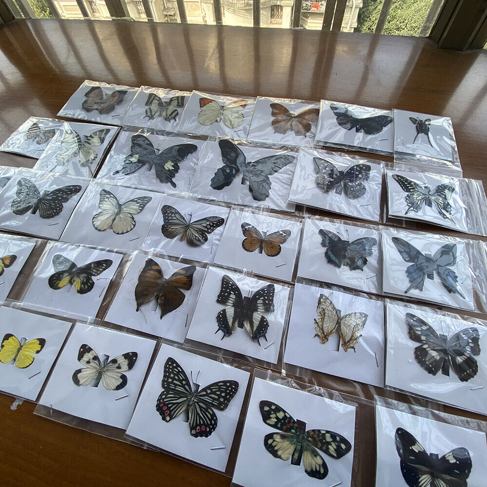 20PCS Natural Butterfly Specimen Artwork Home Decoration Teaching Collection