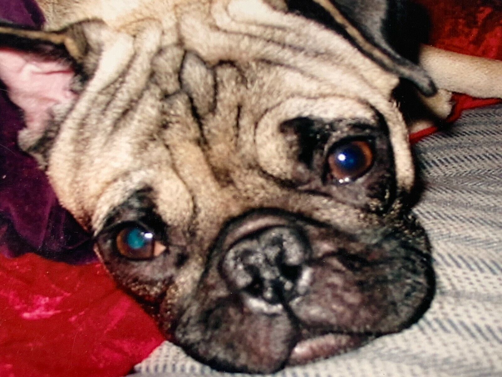 AvE) 4x6 Found Photo Photograph Cute Adorable Close Up POV Face Pug Dog