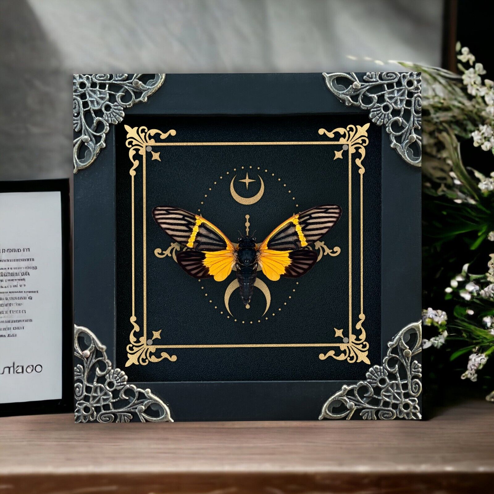 Real Cicada Framed Wall Hanging Decor Taxidermy Insect Astronomy Shadow Box