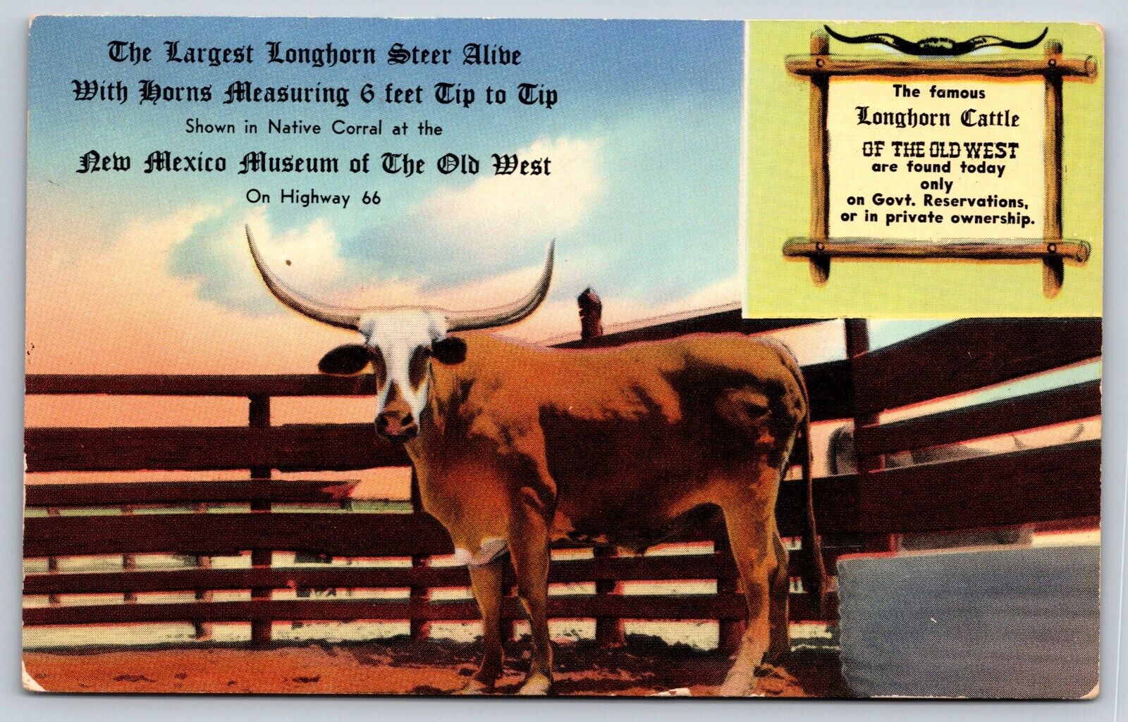 Largest Longhorn Steer New Mexico Museum Of The Old West Vintage Postcard