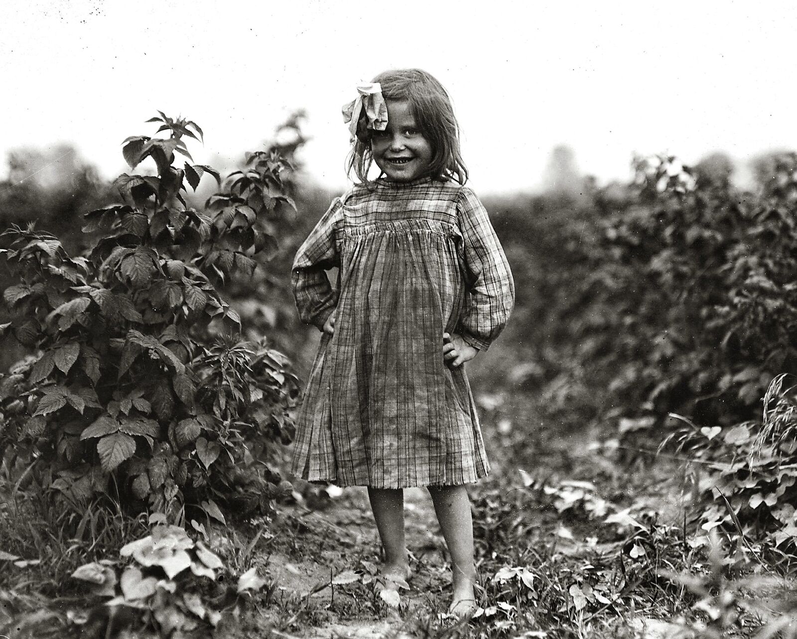 1909 CUTE 6 YEAR OLD New Jersey BERRY PICKER GIRL Child Labor Photo  (222-Q)
