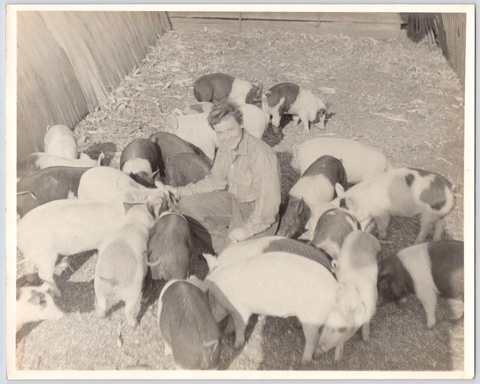 1940s-1950s Female Farmer Feeding Pigs~Livestock~Homestead Farm~VTG Photo