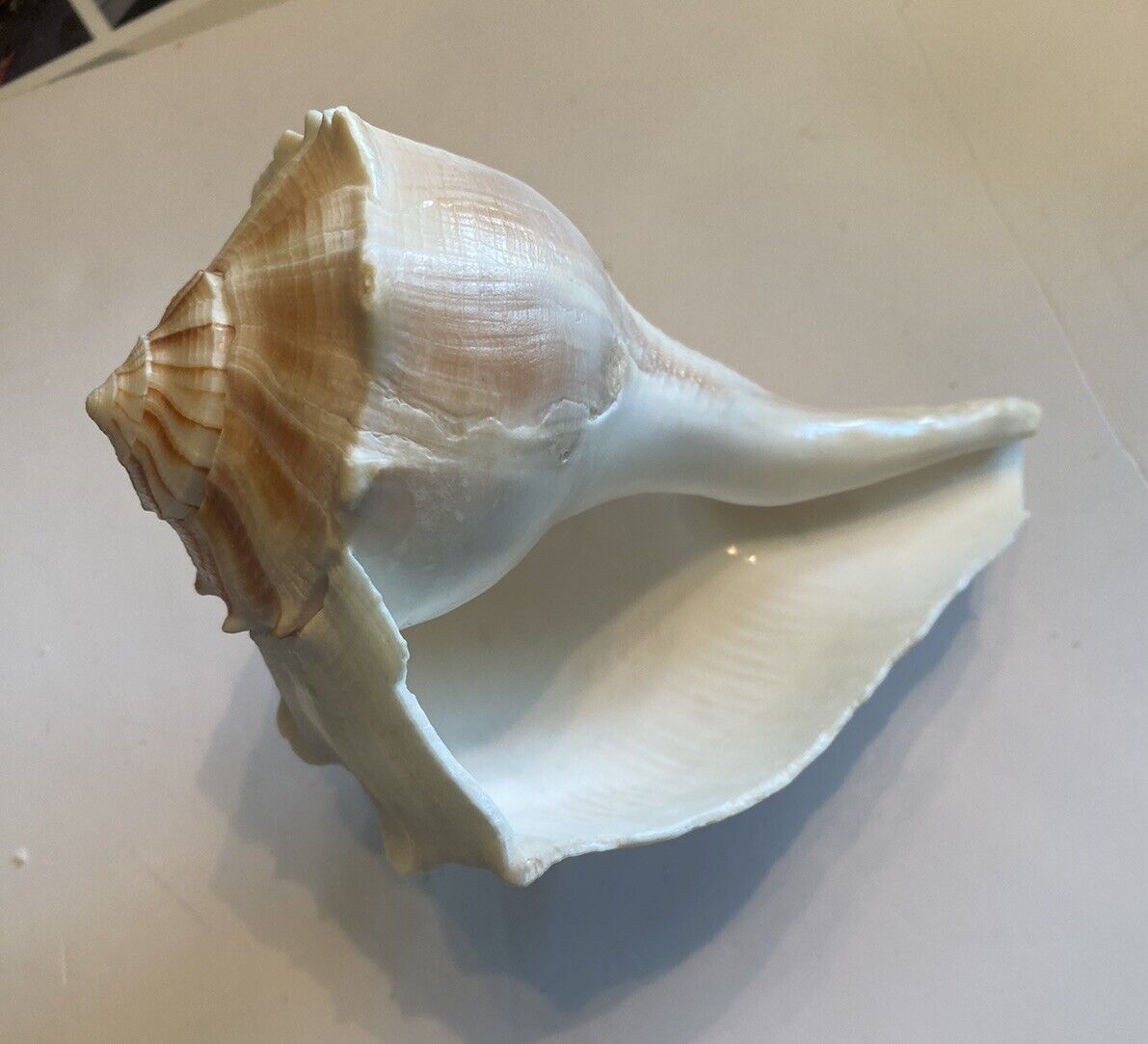 Beautiful Large Lightning Whelk Shell From Sanibel Island Florida - 7 inches