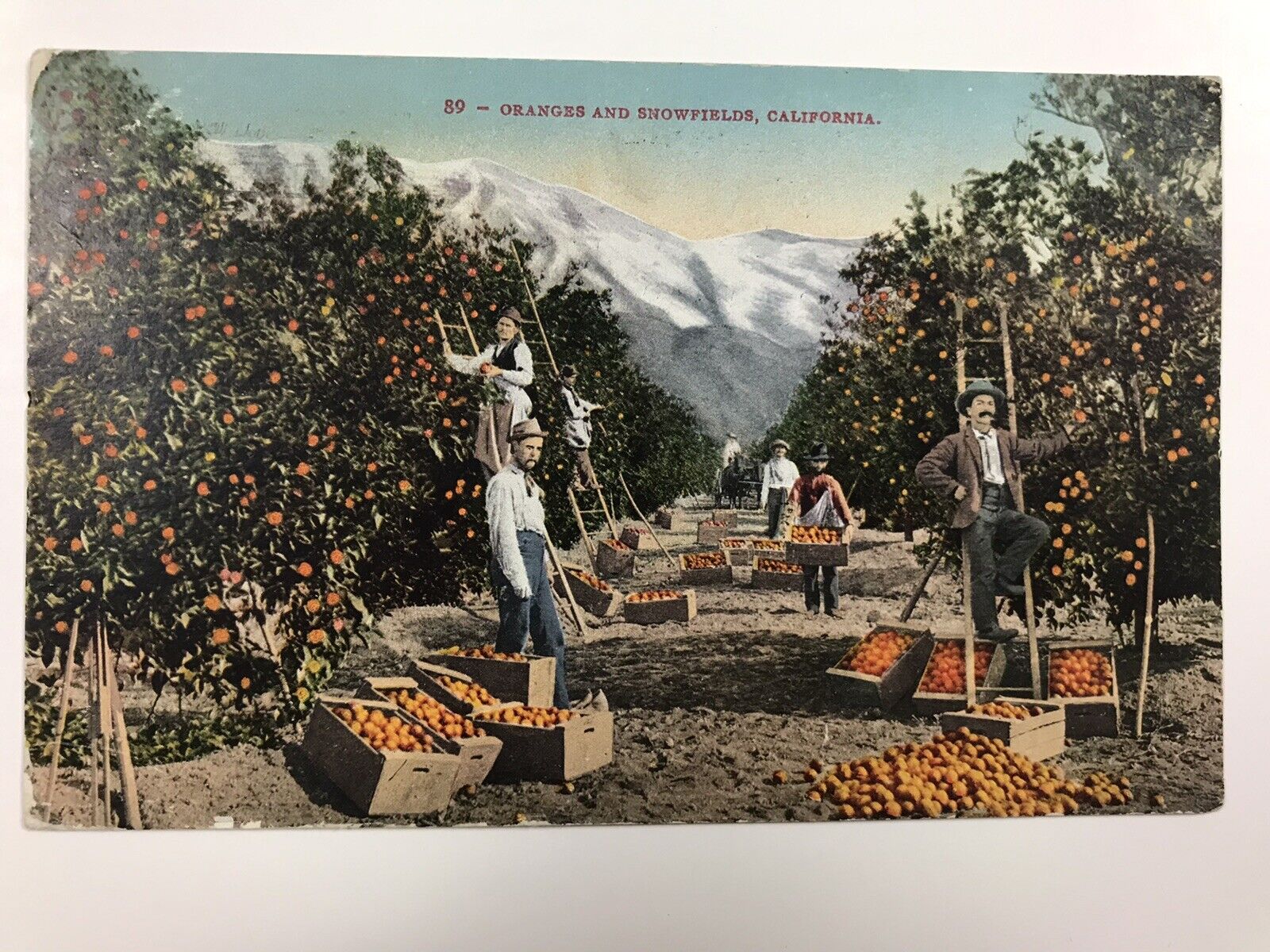 vintage 1910 oranges and snowfields california divided back postcard