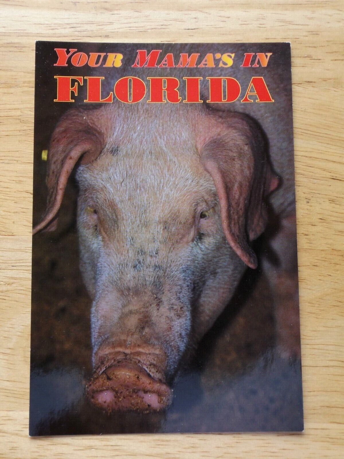 VINTAGE YOUR MAMA\'S IN FLORIDA  POSTCARD * 4  X 6 * 