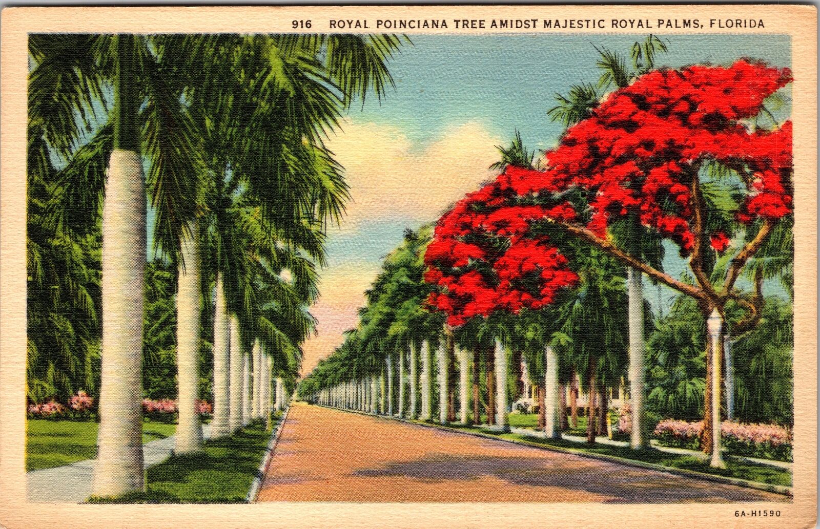 FL-Florida, Poinciana Tree Lined Street c1939 Vintage Souvenir Postcard