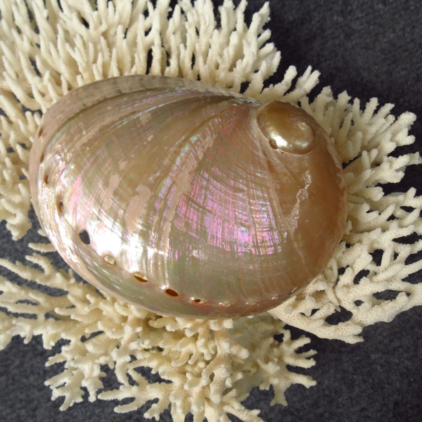 Large 13-15cm Abalone Shell, Beautiful Color Abalone, White Abalone Shell Ritual