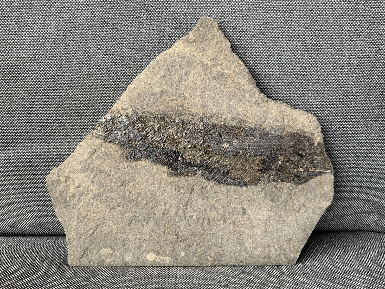 Rare Fossil Fish Specimen Complete, Durham, UK. Palaeoniscus Species, Permian.